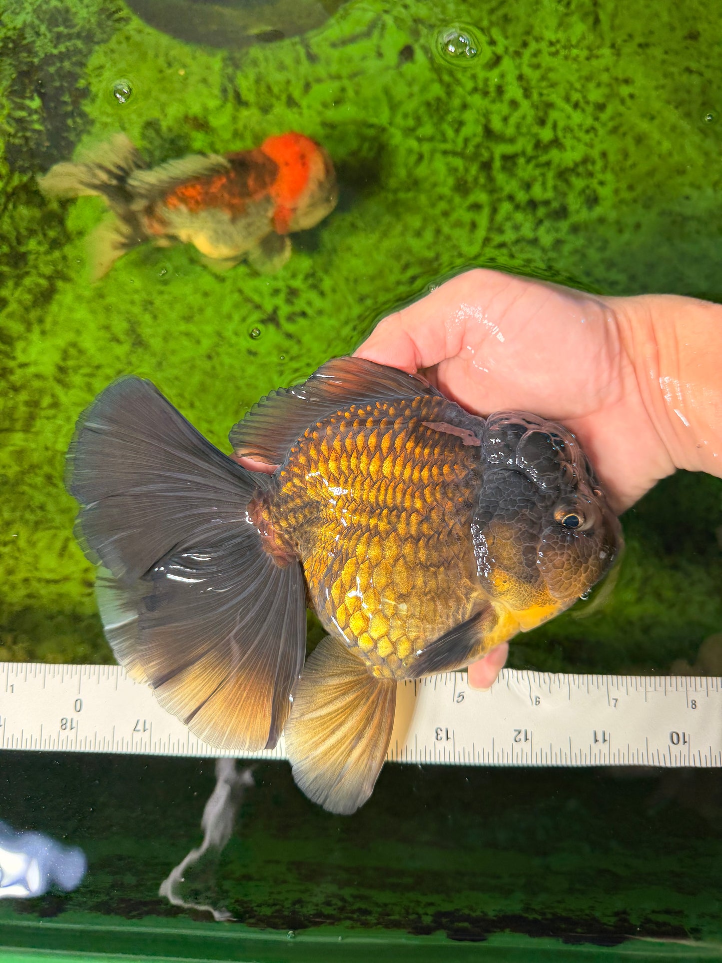KING KONG AAA Grade Black Cooper Oranda Female 7 inches #041026OR_05