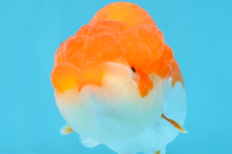 BIG WEN AAA Grade Red White LionQueen 4 inches #101725LC_06