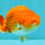 A Grade Red White LionKing 4.5-5 inches #072426LC_33