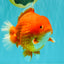 AAA Grade Strong Body Structure Red Yuanbao Male 6.5 inches #092526YB_14