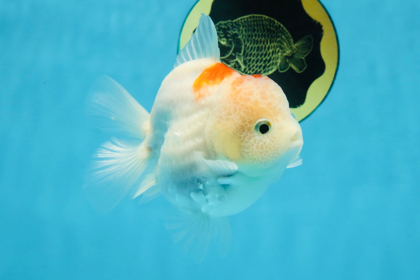 A Grade Sakura Yuanbao Female 4 inches #103125YB_07