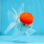 Oranda macho de gorra roja de grado A de 4 pulgadas n.° 0906OR_26