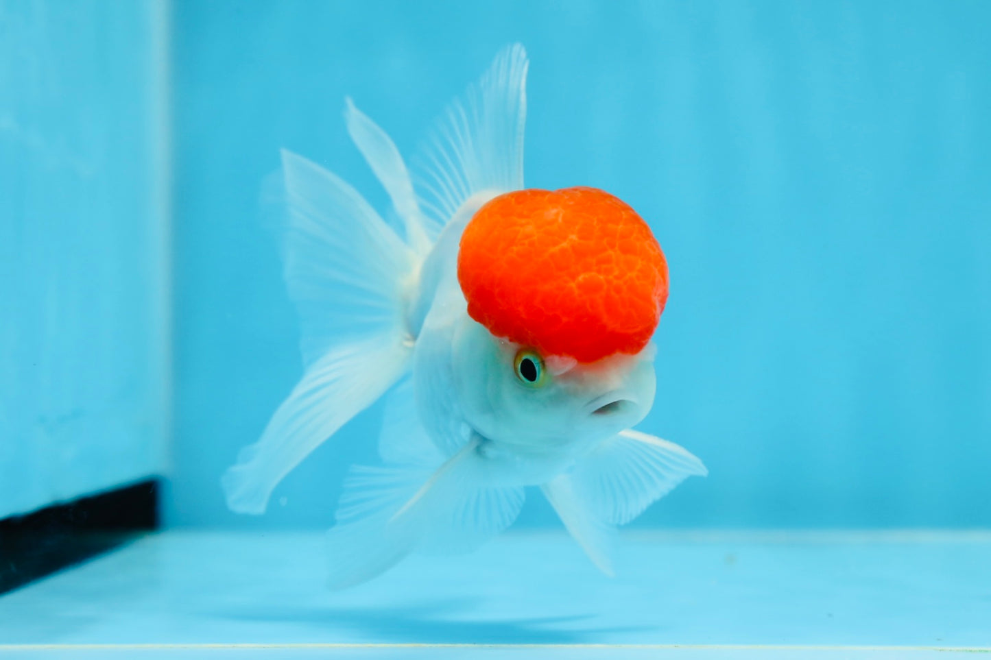 Oranda macho de gorra roja de grado A de 4 pulgadas n.° 0906OR_26