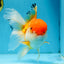 A Grade Orange White Oranda Female 6.5 inches #070425OR_22