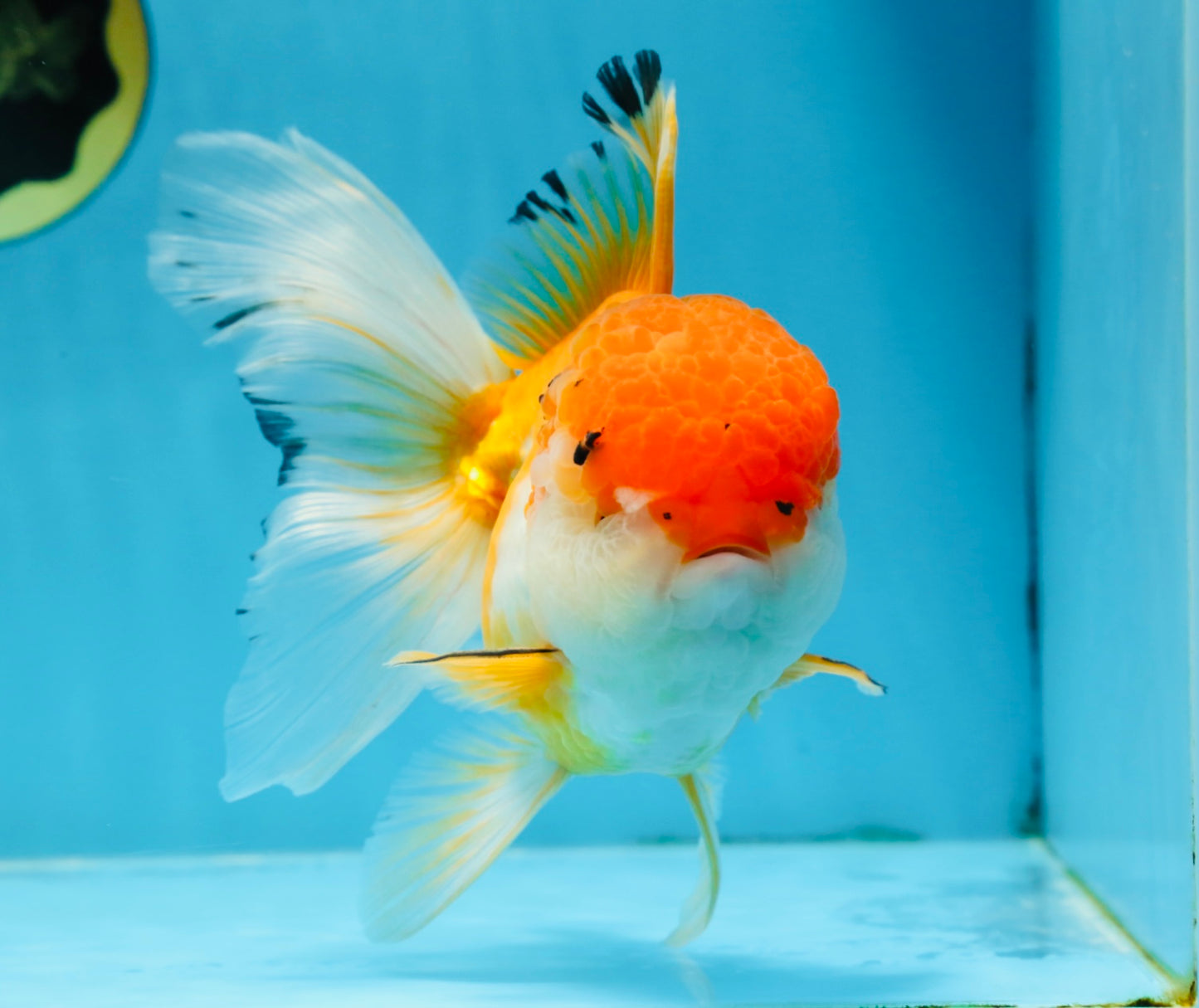 A Grade Orange White Oranda Female 6.5 inches #070425OR_22
