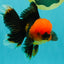 A Grade Apache Oranda Male 5.5 inches #102326OR_15