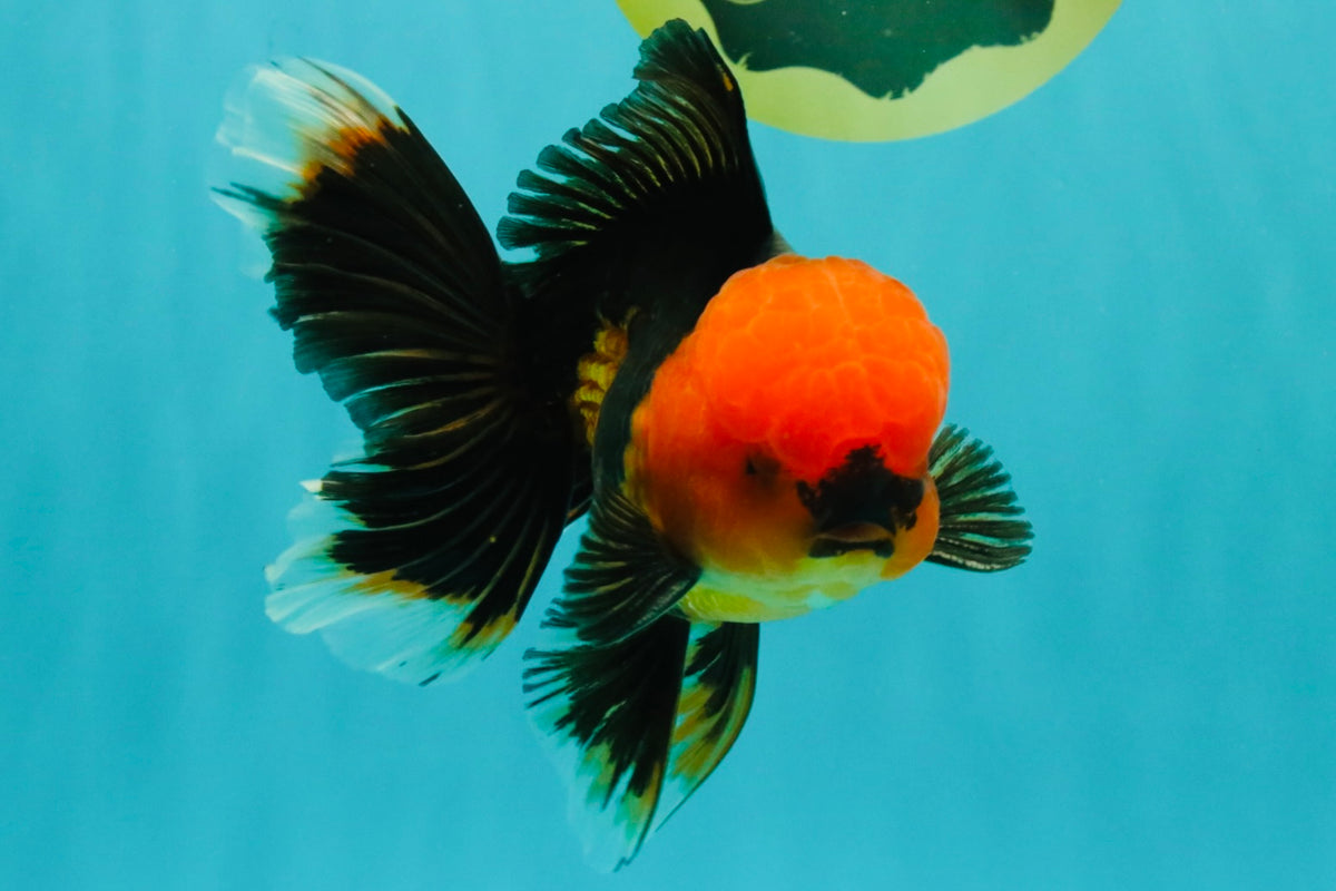 A Grade Apache Oranda Male 5.5 inches #102326OR_15