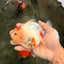 A Grade Tancho Marble Button Eyes Yuanbao Female 5 inches #062626YB_11