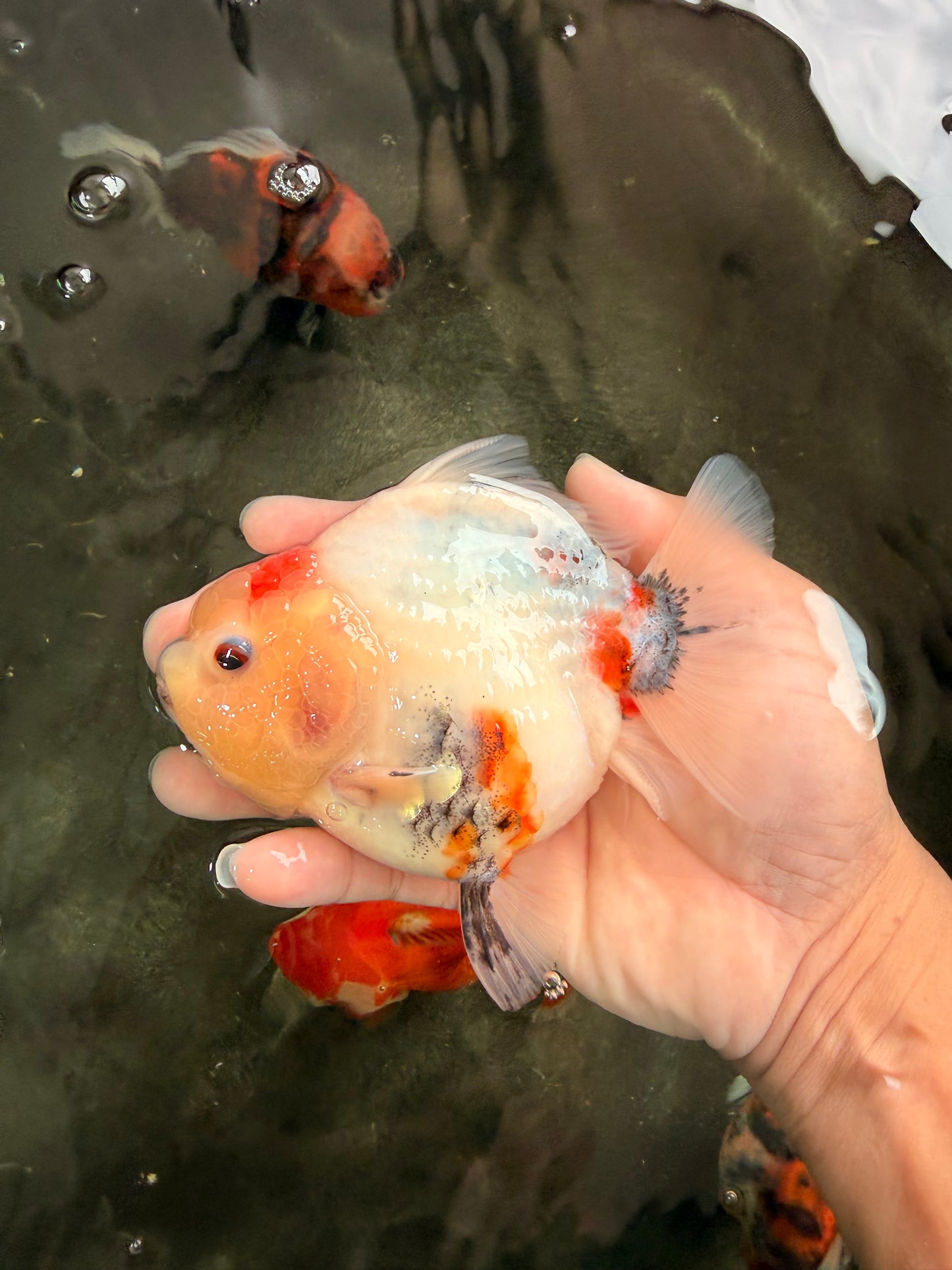 A Grade Tancho Marble Button Eyes Yuanbao Female 5 inches #062626YB_11