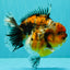 AAA Grade Calico Kirin Yuanbao Female 5.5 inches #101626YB_39