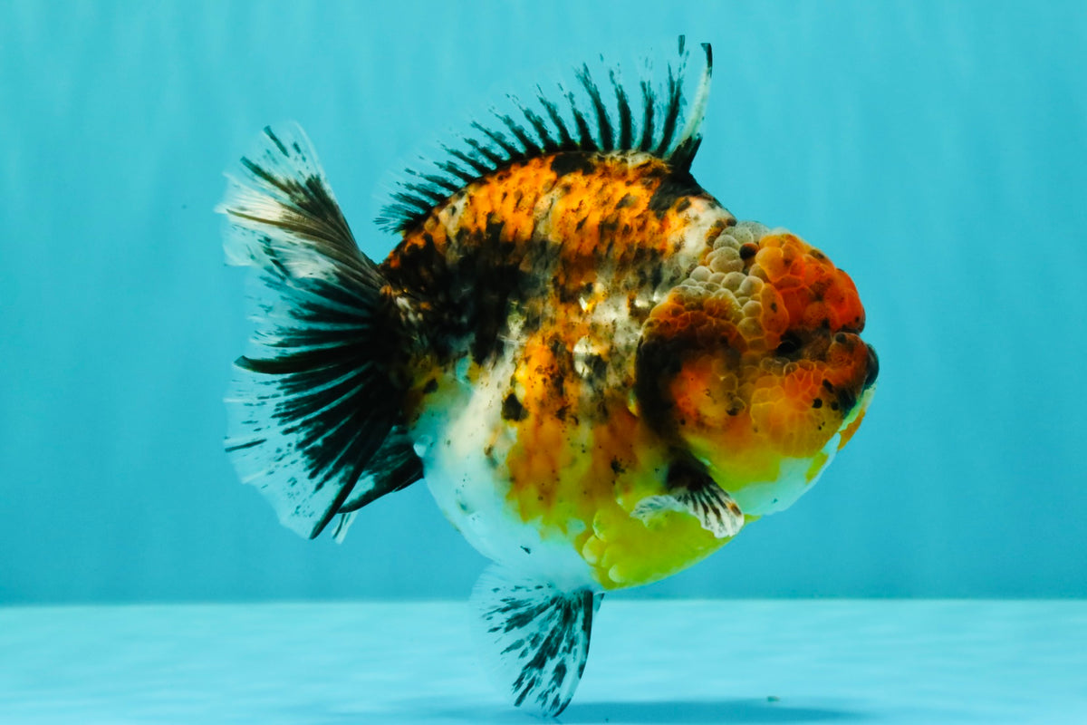 AAA Grade Calico Kirin Yuanbao Female 5.5 inches #101626YB_39