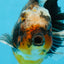 AAA Grade Chonky Kirin Oranda Male 6 inches #053025OR_26