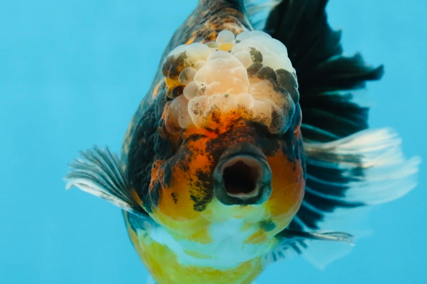 AAA Grade Chonky Kirin Oranda Male 6 inches #053025OR_26