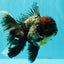 TOOTHLESS A Grade Kirin Oranda Male 6.5 inches #090426OR_01