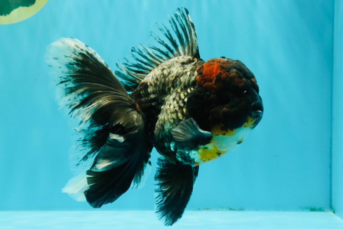 TOOTHLESS A Grade Kirin Oranda Male 6.5 inches #090426OR_01