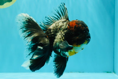 TOOTHLESS A Grade Kirin Oranda Male 6.5 inches #090426OR_01