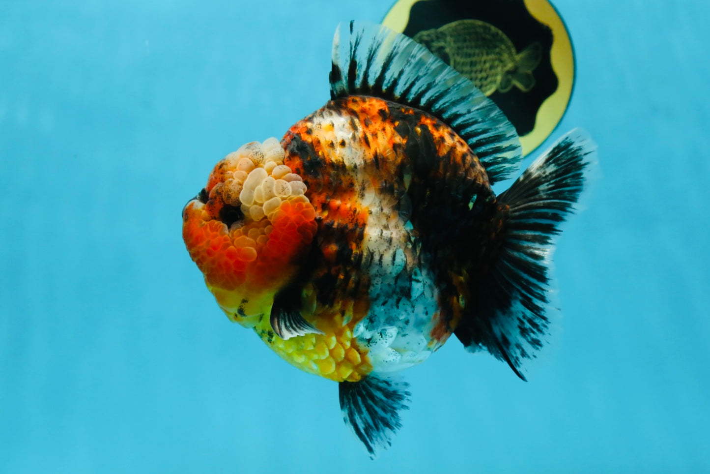 AAA Grade RARE Big Body Godzilla Calico Yuanbao Female 5-5.5 inches #051625YB_13