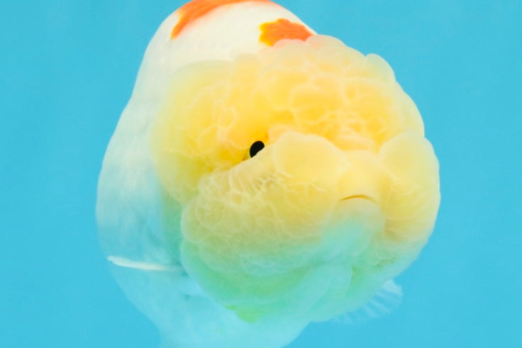 A Grade Red White LionQueen 5 inches #041026LC_14