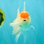 A Grade Special Heart Head Red White Oranda Male 6 inches #101626OR_01