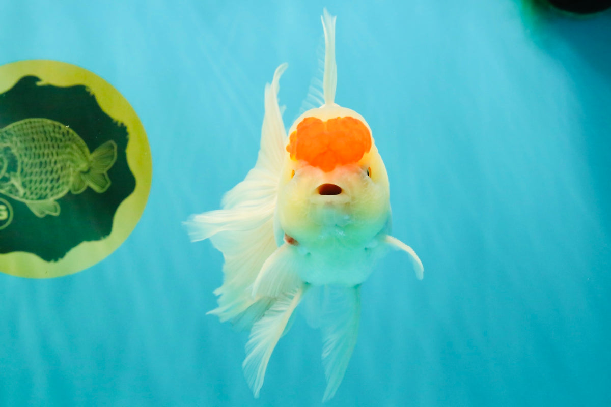 A Grade Special Heart Head Red White Oranda Male 6 inches #101626OR_01