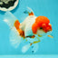 Red White Oranda Female 5.5 inches #110124OR_08