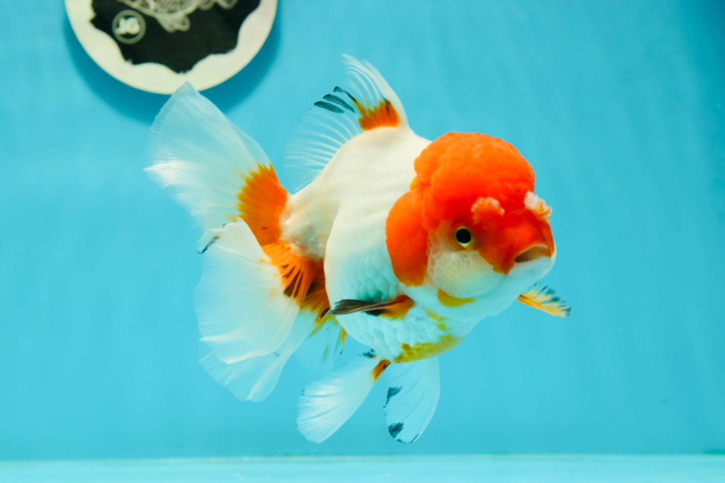 Red White Oranda Female 5.5 inches #110124OR_08