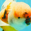 AAA Grade Calico Oranda Male 6-6.5 inches #070626OR_18
