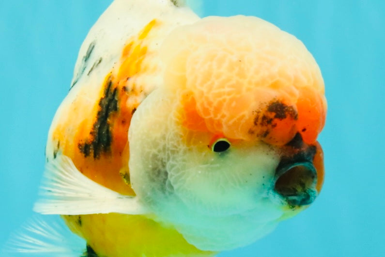 AAA Grade Calico Oranda Male 6-6.5 inches #070626OR_18