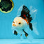 A Grade PUPPY Tricolor Oranda Female 6 inches #091925OR_10