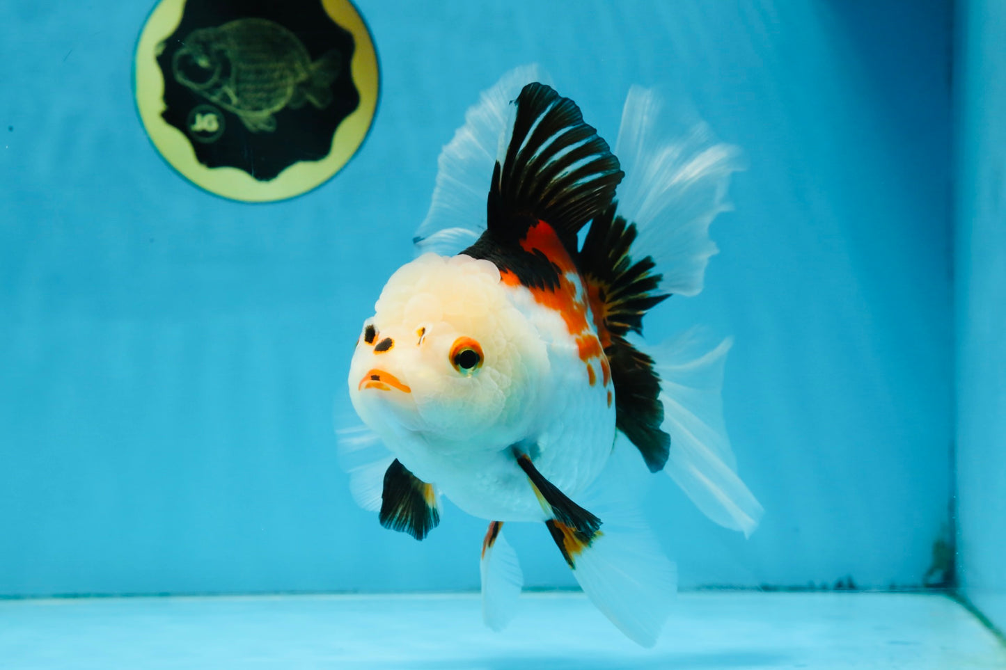 A Grade PUPPY Tricolor Oranda Female 6 inches #091925OR_10