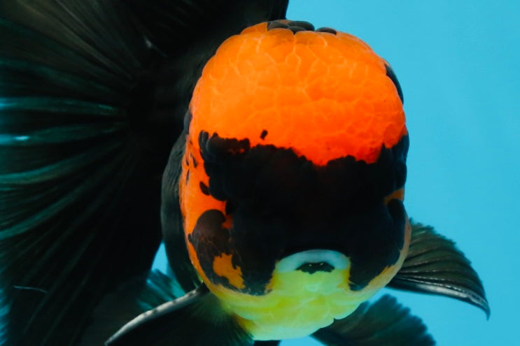 AAA Grade Batman Apache Oranda Male  5 inches #053025OR_16