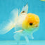 A Grade White Buttoned Eyes Oranda Male 4.5-5 inches #042525OR_09