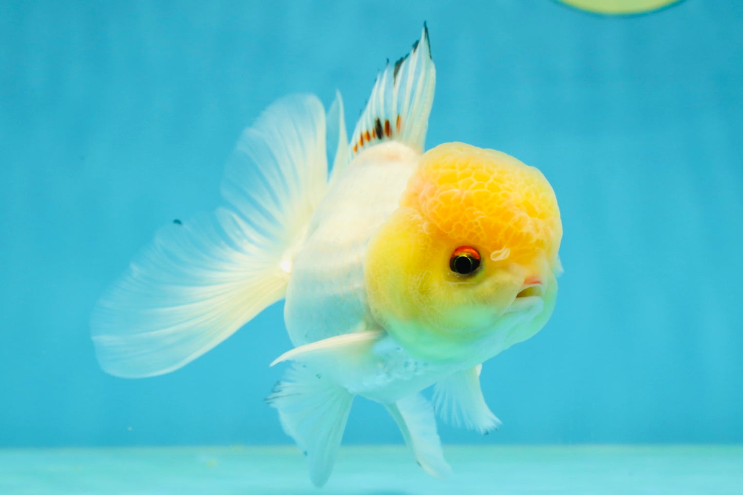 A Grade White Buttoned Eyes Oranda Male 4.5-5 inches #042525OR_09