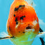 A Grade FANCY Sakura Oranda Male 6 inches #072525OR_16