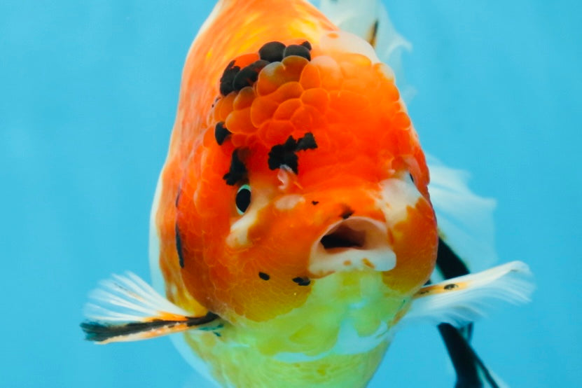 A Grade FANCY Sakura Oranda Male 6 inches #072525OR_16