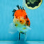AAA Grade BEAUTY Tricolor Sakura Oranda Female 6 inches #082225OR_06