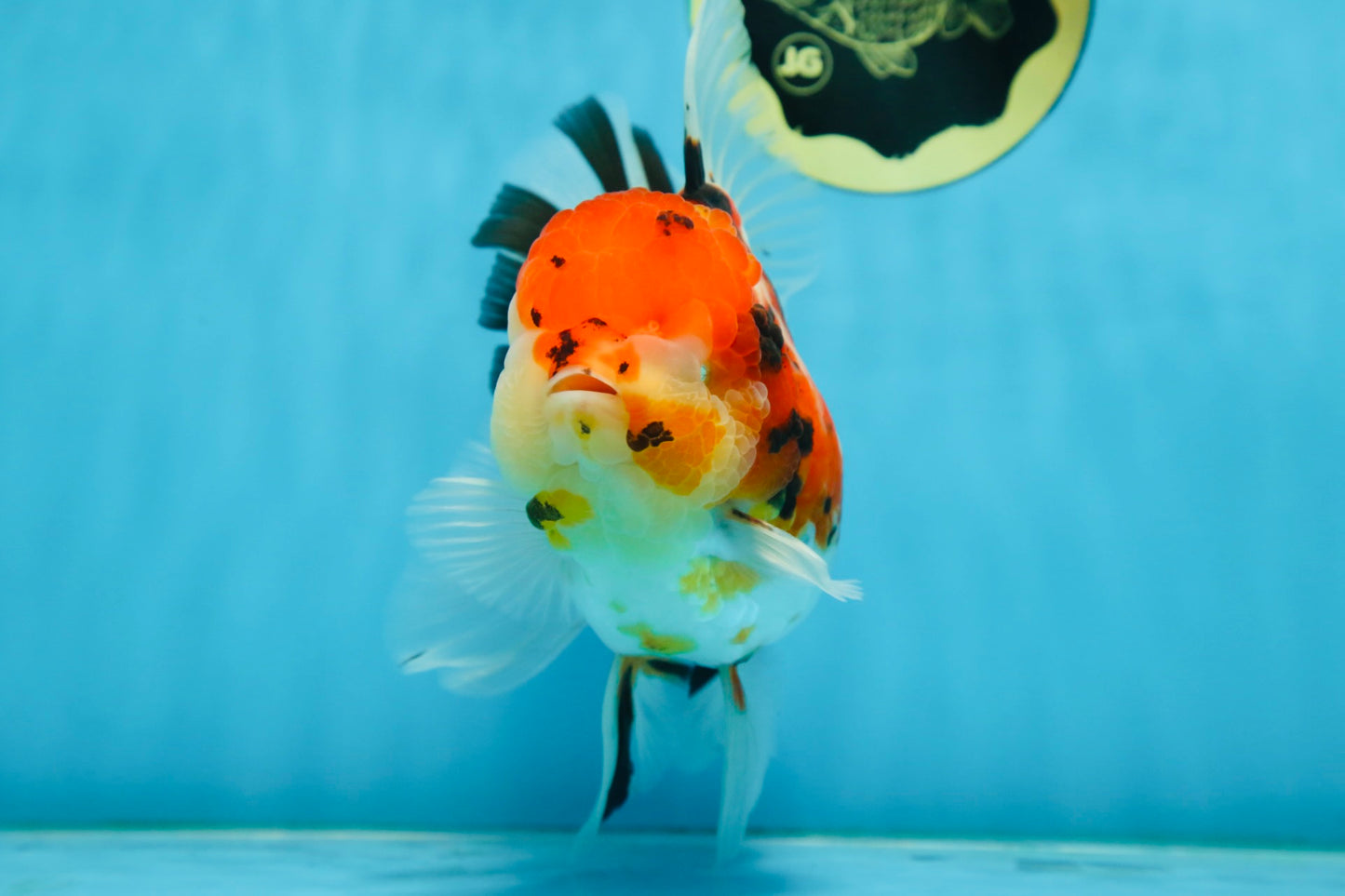 AAA Grade BEAUTY Tricolor Sakura Oranda Female 6 inches #082225OR_06