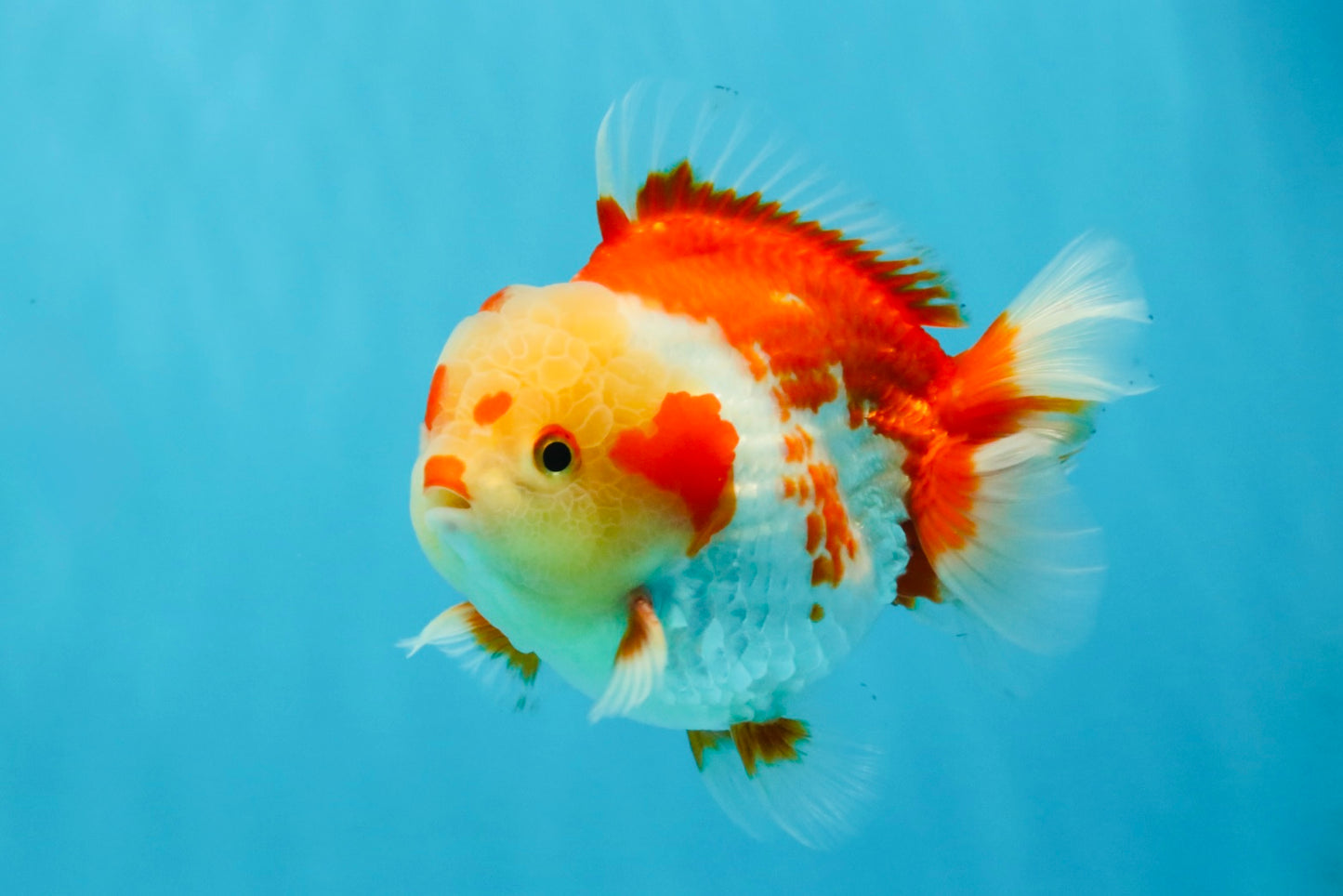 SUPER Cutie AAA Grade Red White Yuanbao Male 5 inches #032726YB_01