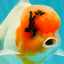 A Grade Sakura Oranda Male 6-6.5 inches #073126OR_17