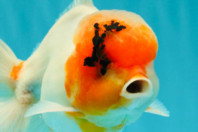 A Grade Sakura Oranda Male 6-6.5 inches #073126OR_17