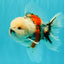 A Grade Marble Oranda Male 5-5.5 inches #061926OR_24