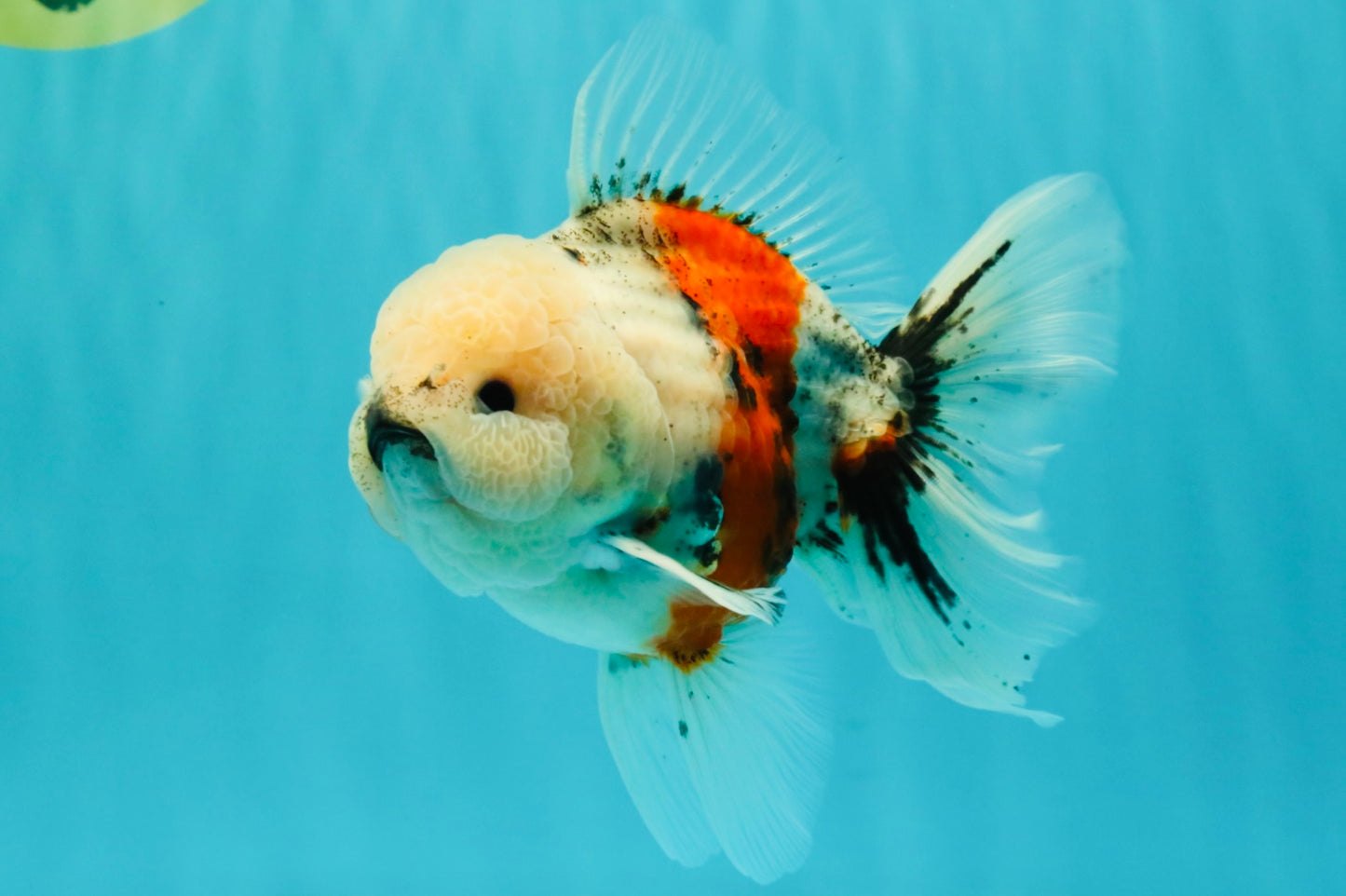 A Grade Marble Oranda Male 5-5.5 inches #061926OR_24
