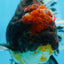 A Grade CHONKY Calico Kirin Oranda Female 6 inches #091225OR_12