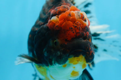 A Grade CHONKY Calico Kirin Oranda Female 6 inches #091225OR_12