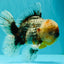 FLUFFY AAA Grade Calico Kirin Oranda Male 7 inches #100926OR_09