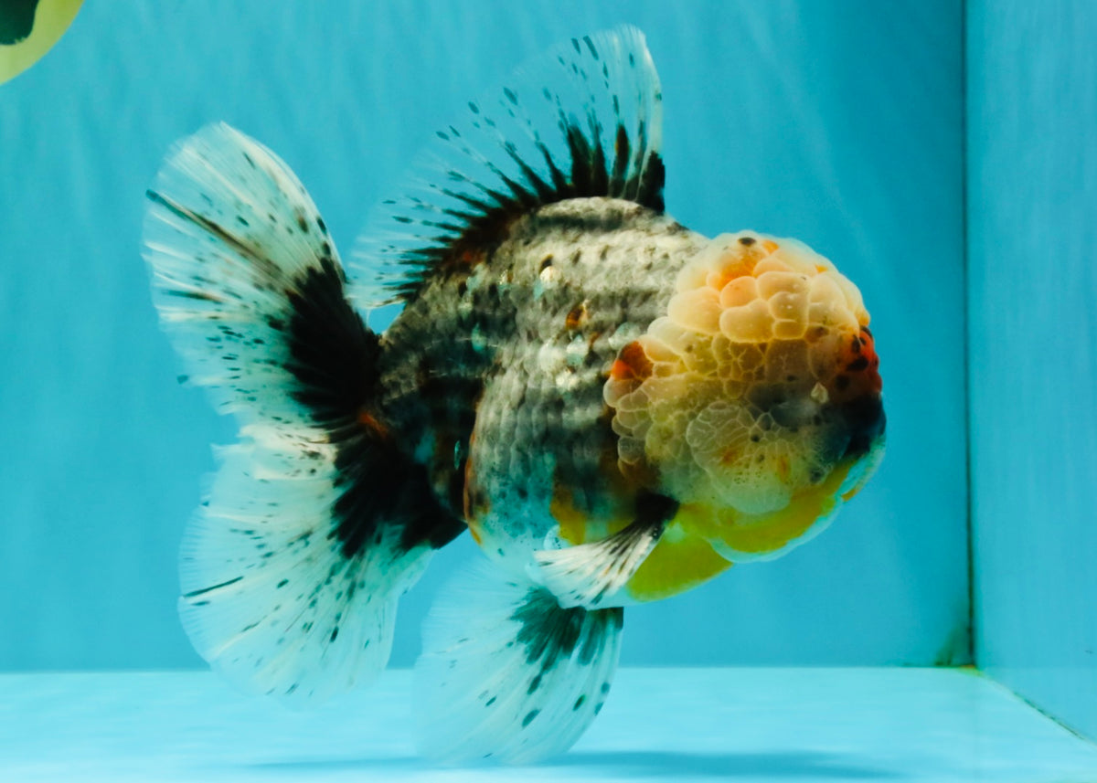FLUFFY AAA Grade Calico Kirin Oranda Male 7 inches #100926OR_09