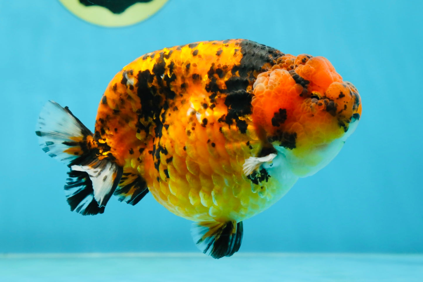 AAA Grade Tiger LionKing 5-5.5 inches #050925LC_05