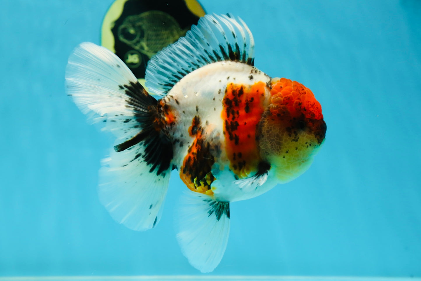 AAA Grade Calico Oranda Male 5-5.5 inches #050925OR_48