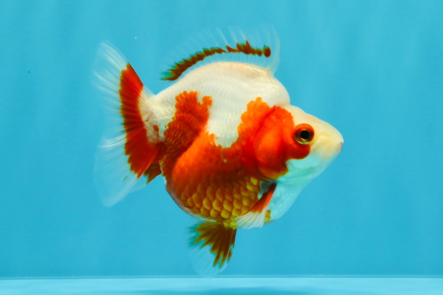 A Grade Red White Ryukin Female 4 inches #022026RK_11