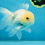 White Beauty Oranda Male 4.5-5 inches #071125OR_14